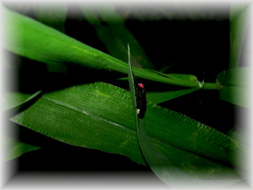 �w�C�P�{�^��