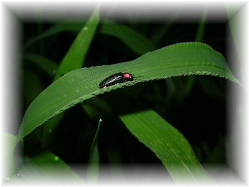 �w�C�P�{�^��