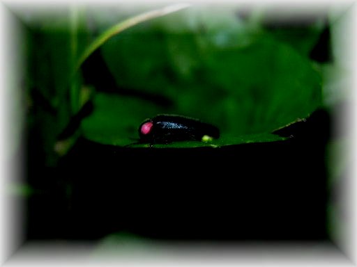 �w�C�P�{�^��