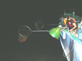 �͂��ȁ`��