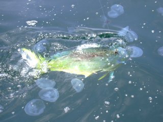 �N���Q�ƃV�C��