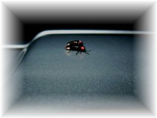 �w�C�P�{�^��