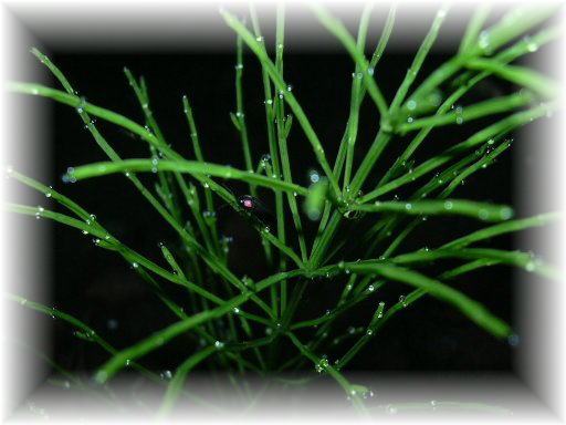 �w�C�P�{�^��