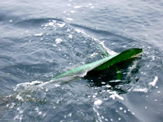 �V�C����