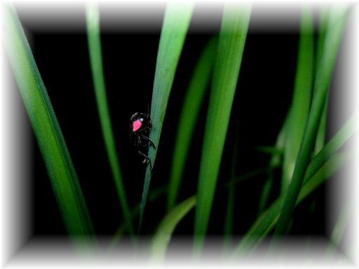 �w�C�P�{�^��