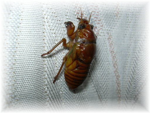 �A�u���[�~�