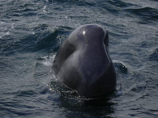 �}�b�R�E�N�W��