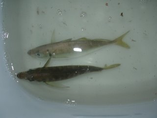 �t�H�[�X�}�b�J����