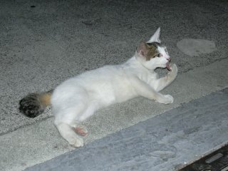 �z�X����