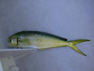 �y���y����