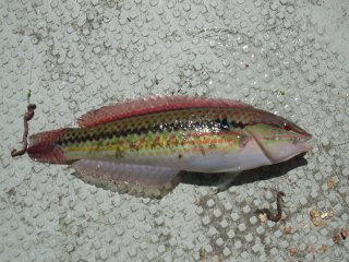 �L���E�Z��