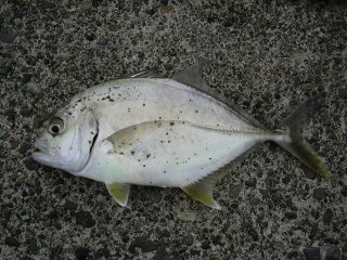 ���E�j�����b�L