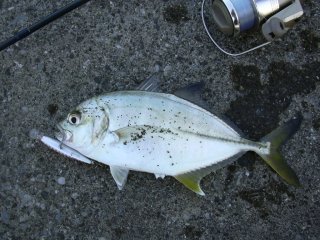 �M���K���b�L