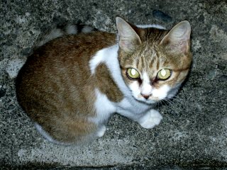 �`�l�R�����