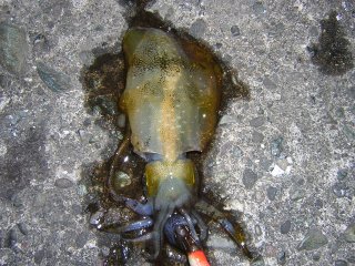 �A�I���C�J