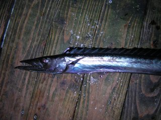 �X�~���L�̒���