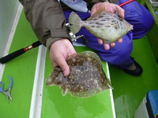 �J���n�M�����V�K���C