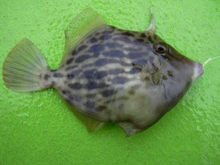 �{���J���n�M