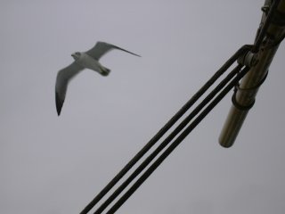 �g���̉a�t���H