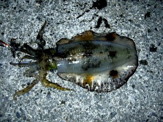 �A�I���C�J