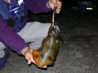 �A�I���C�J