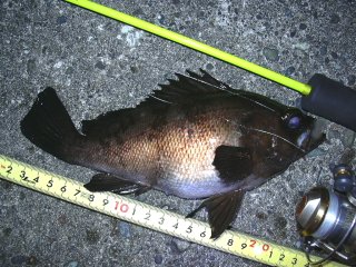 �o�C�I���o��