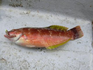 �T�T�m�n�x��