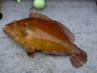 �I�n�O���x��