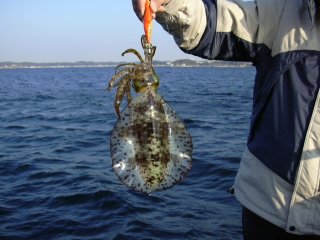 �A�I���C�J