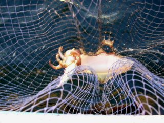 �A�I���C�J