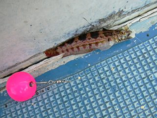 �I����2���s���N