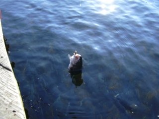 �����ǃL���b�`