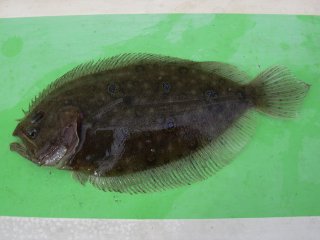 �K���]�E�N