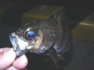 �ڃ��o����