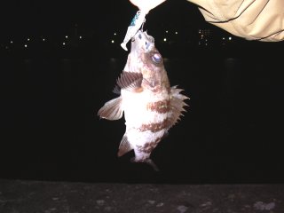 �W���O���[