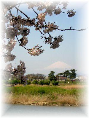 �x�m�R�Ƒ��͐�