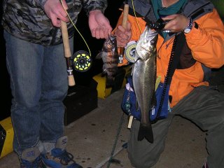 ���o�����Z�C�S