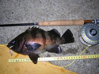 �o�C�I�Q�V����