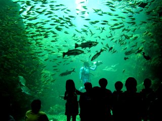 �q���X�Y�L