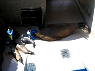 �A�U���V�v�[��