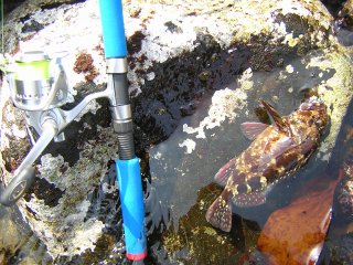 �܂��J�T�S