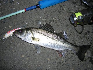 �R���X�^���M�[�R�ƃZ�C�S