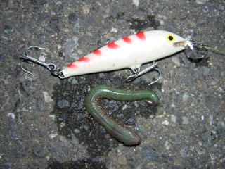 �R���X�^���M�[�R�ƃo�`