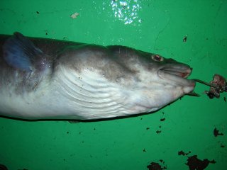 �N���A�i�S