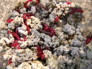 �e�i�K�G�r