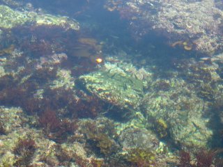 �^�C�h�v�[��