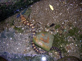 ���҃E�c�{