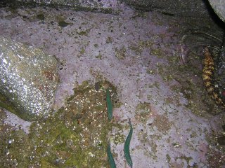 �E�c�{�u�r�J�^�N�`