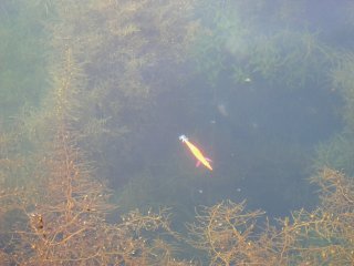 �A�I���C�J�T�����̃A�I���[�p