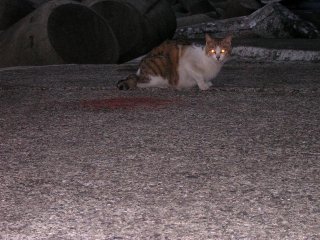 �`�l�R�����